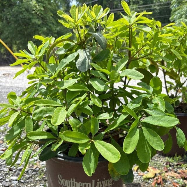 Illicium floridanum ‘JCJC’ ~ Miss Scarlett® Anise