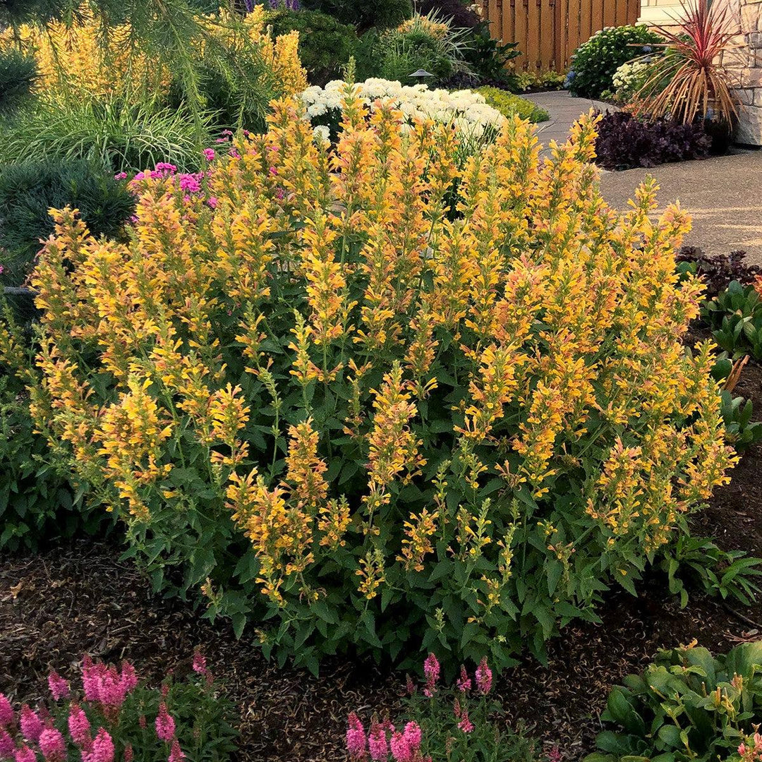 Agastache ‘Kudos Yellow’ ~ Kudos™ Yellow Hummingbird Mint, Hyssop