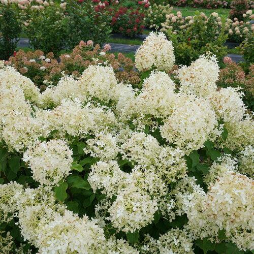 Hydrangea paniculata 'NCHP1' ~ PW® Puffer Fish® Hydrangea