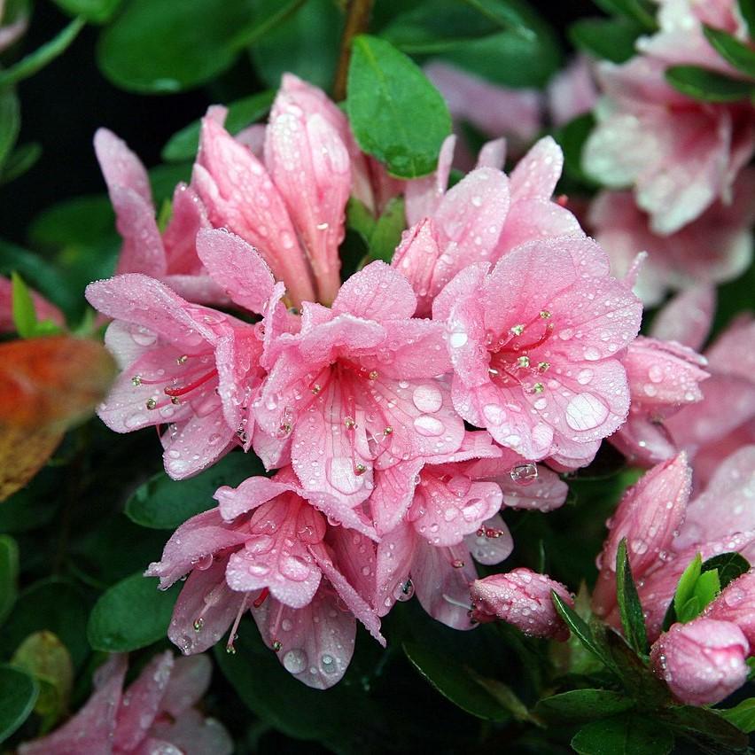 Azalea kurume 'Coral Bells' ~ Coral Bells Azalea