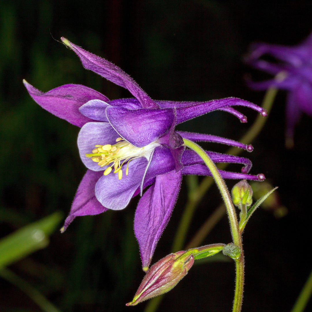 Aquilegia 'Biedermeier' ~ Beidermeier Columbine