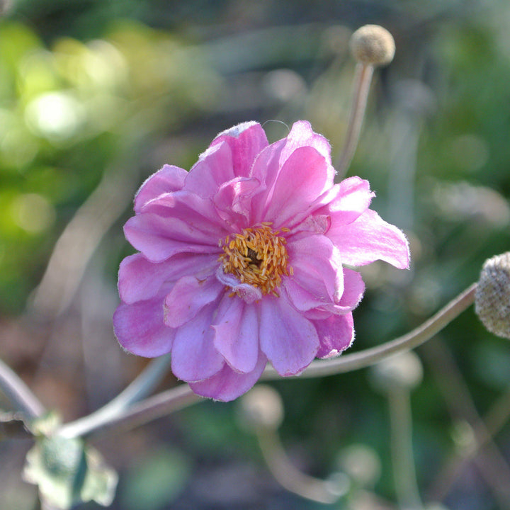 Anemone hupehensis var. japonica 'Pamina' ~ Pamina Japanese Anemone