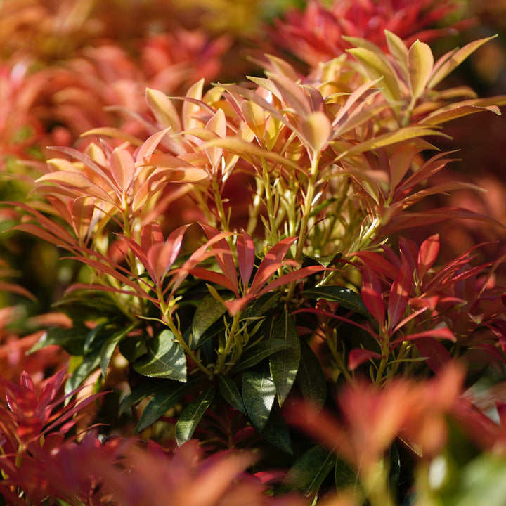 Pieris japonica 'Piesid2' ~ Glowing Hearts™ Pieris