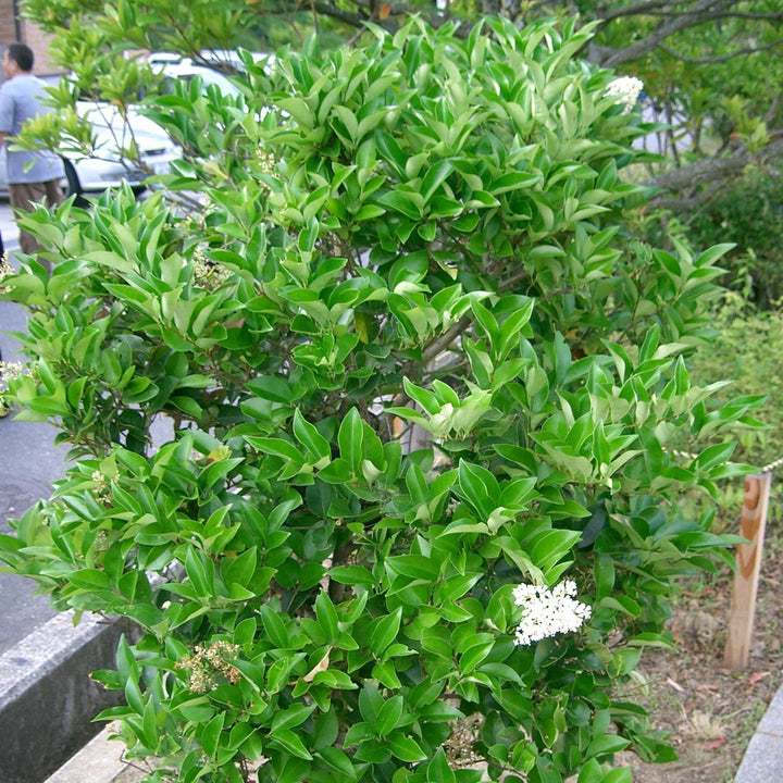 Ligustrum japonicum 'Davidson Hardy' ~ Davidson Hardy