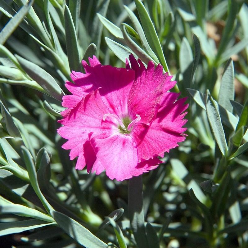 Dianthus x 'Neon Star' ~ Neon Star Dianthus