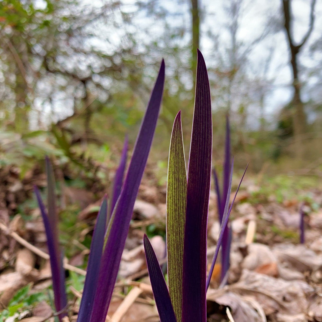 Iris versicolor 'Purple Flame' ~ Purple Flame Blue Flag Iris