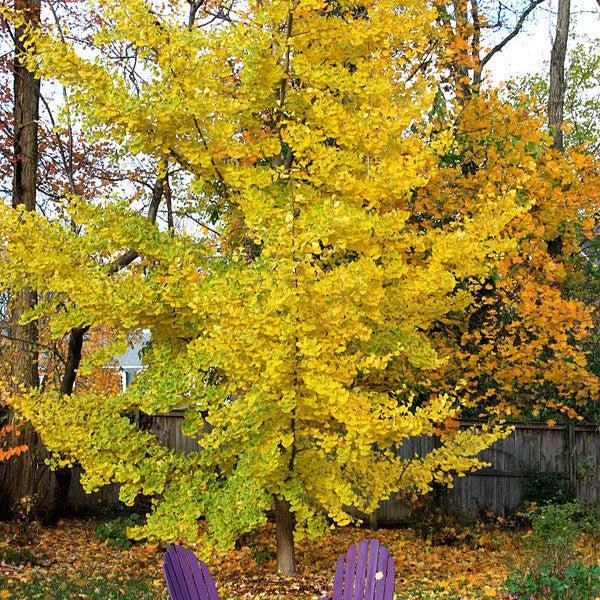 Ginkgo biloba 'PNI 2720' ~ Princeton Sentry® Ginkgo