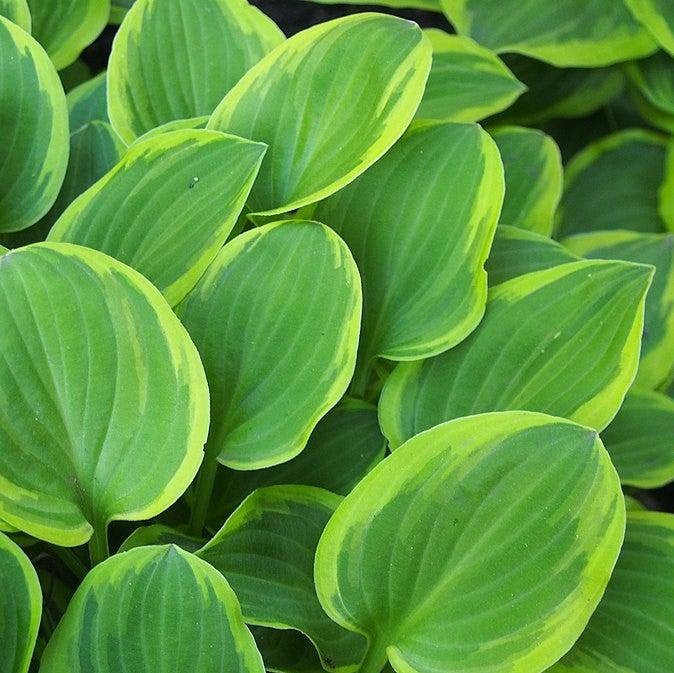 Hosta x 'Golden Tiara' ~ Golden Tiara Hosta