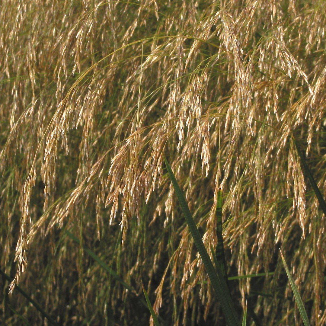 Deschampsia cespitosa ~ Tufted Hairgrass