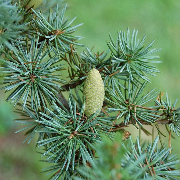 Cedrus atlantica 'Glauca' ~ Cedro del Atlas azul