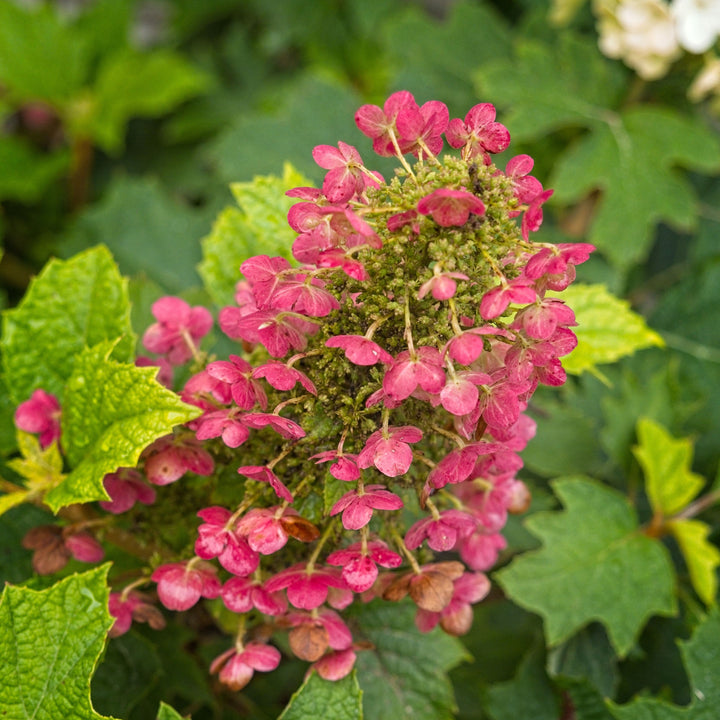 Hydrangea quercifolia 'Ruby Slippers' ~ Ruby Slippers Oakleaf Hydrangea