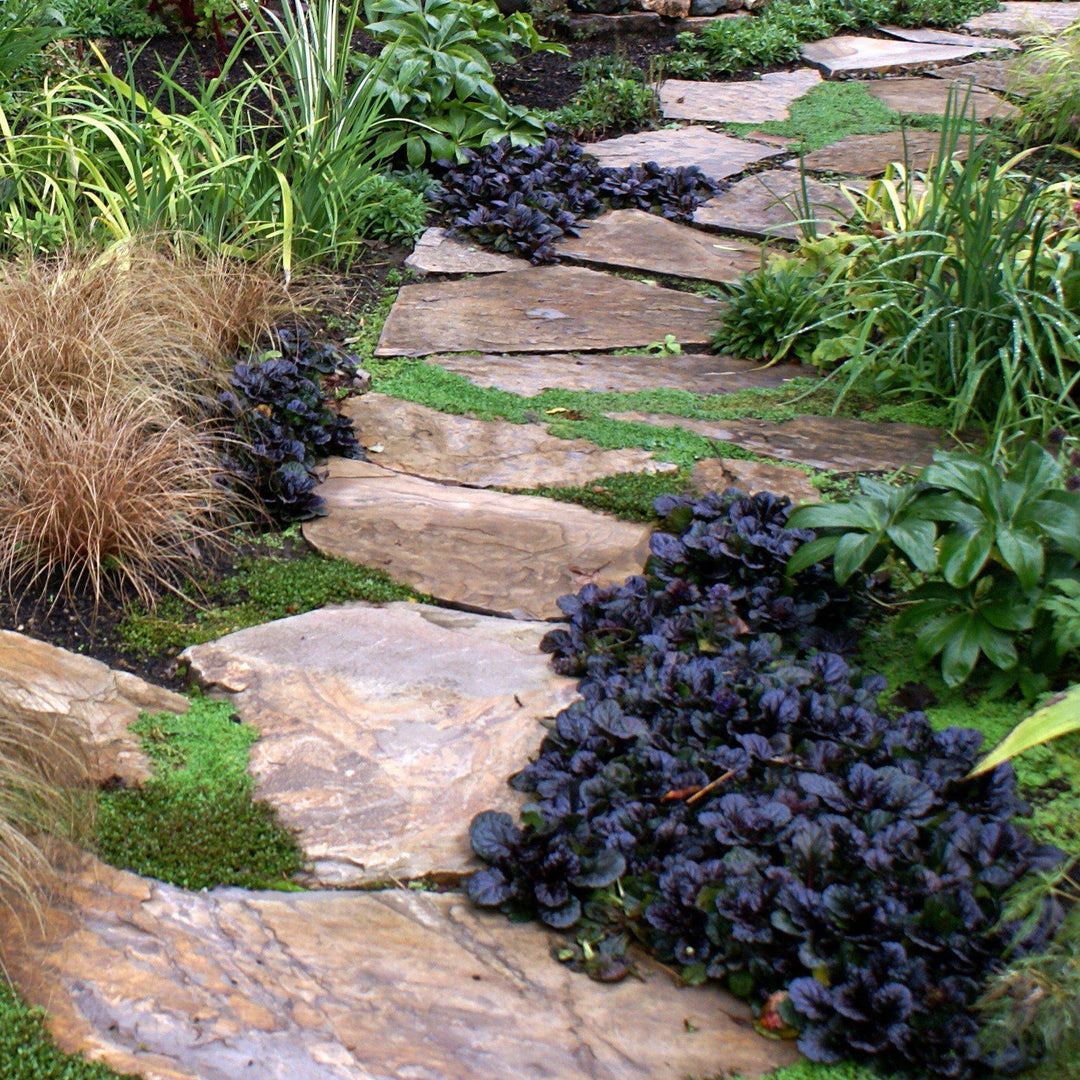 Ajuga reptans 'Binblasca' ~ Black Scallop Bugleweed