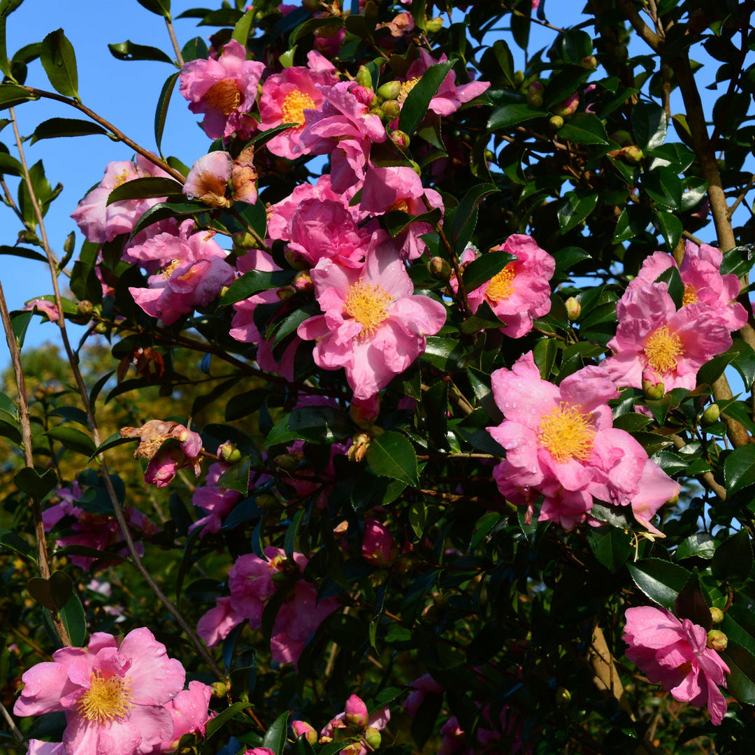 Camellia sasanqua 'Slim N Trim' ~ Slim N Trim Camellia