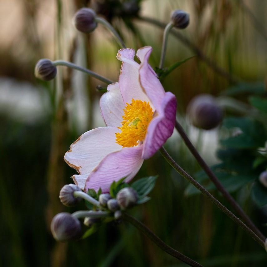 Anemone hupensis 'September Charm' ~ September Charm Anemone