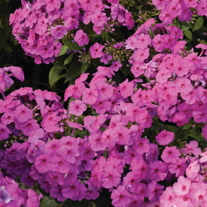 Phlox paniculata 'Flame Pink' ~ Flame® Pink Phlox