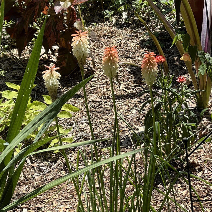 Kniphofia 'High Roller' ~ High Roller Red Hot Poker