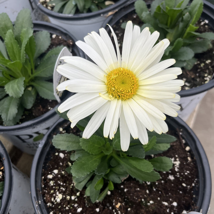 Leucanthemum superbum ’Banana Cream II’ ~ PW® Amazing Daisies® Banana Cream II Shasta Daisy