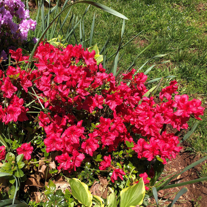 Azalea kaempferi 'Johanna' ~ Johanna Azalea