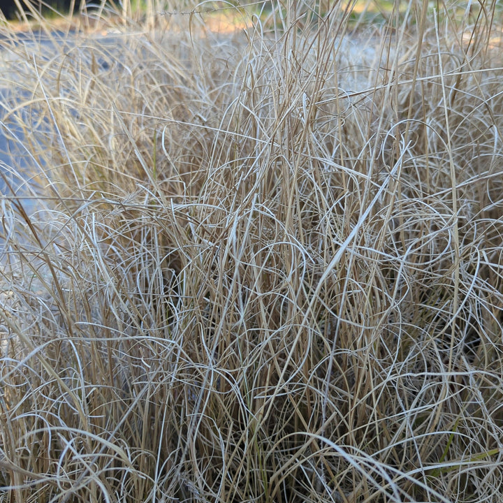 Pennisetum alopecuroides 'Hameln ~ Hameln Fountain Grass