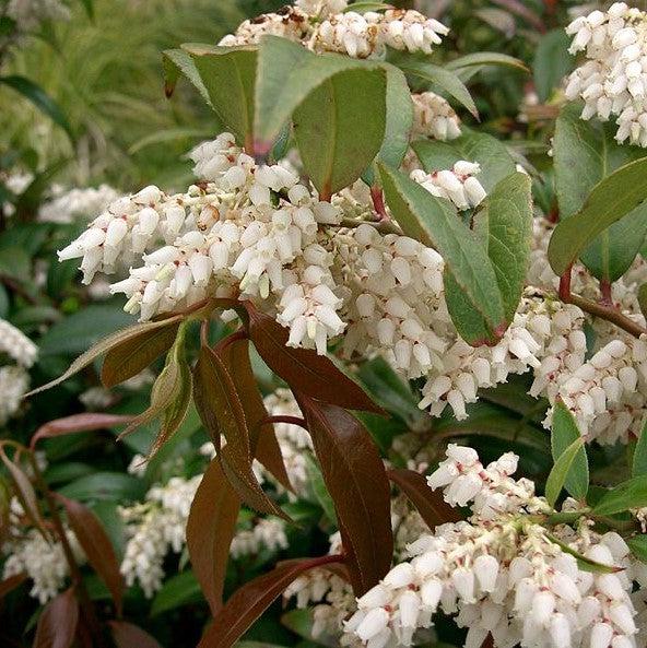 Leucothoe axillaris ~ Coastal Leucothoe