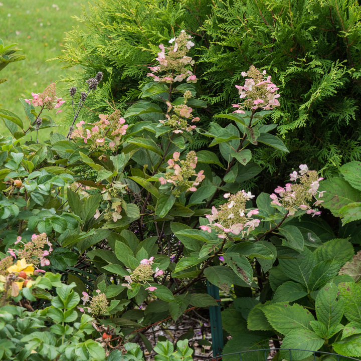 Hortensia paniculata 'Tardiva' ~ Hortensia Tardiva