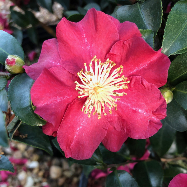 Camellia sasanqua 'Green 98-009' PP20506 ~ October Magic® Rose Camellia