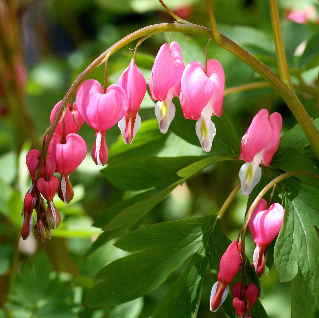 Dicentra spectabilis ~ Asian Bleeding Heart