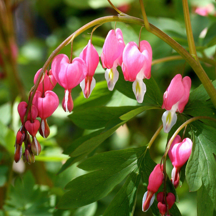 Dicentra spectabilis ~ Asian Bleeding Heart