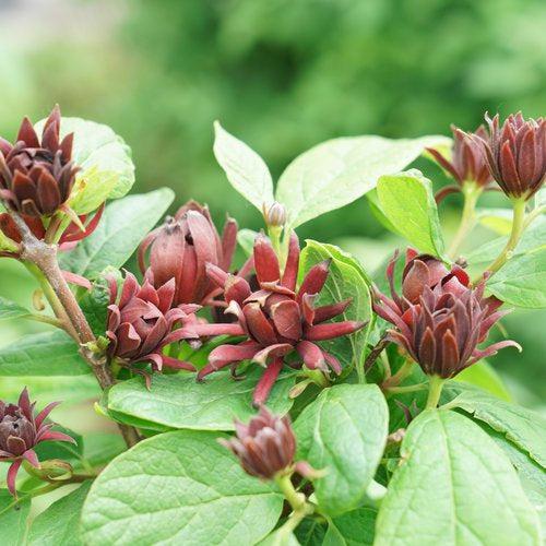 Calycanthus floridus 'SMNCAF' ~ Simply Scentsational® Sweetshrub