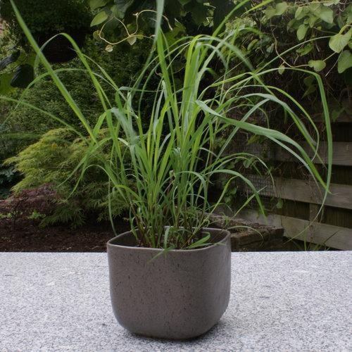 Cymbopogon citratus ~ Lemongrass