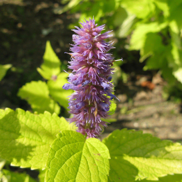 Agastache foeniculum 'Golden Jubilee' ~ Golden Jubilee Mexican Hyssop