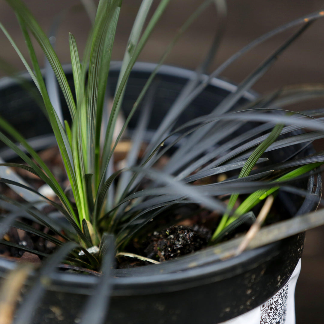 Ophiopogon planiscapus 'Nigrescens' ~ Black Mondo Grass