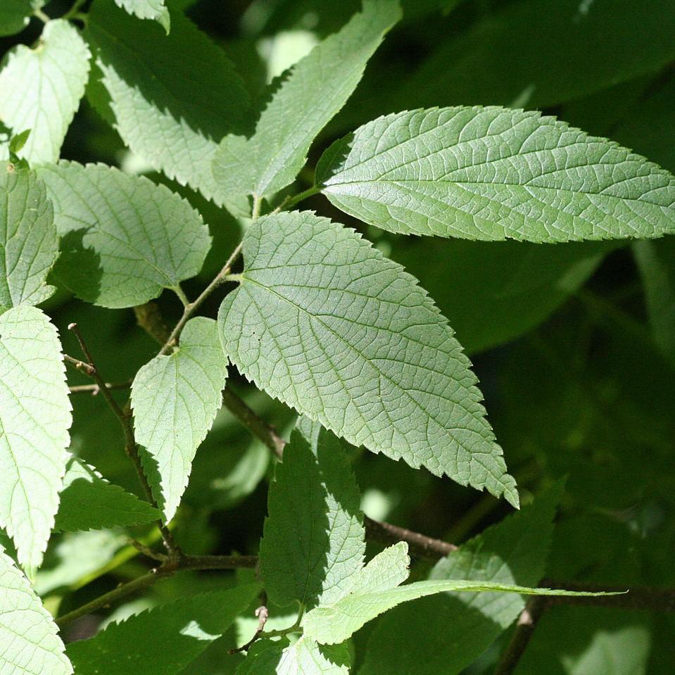 Celtis occidentalis ~ Hackberry