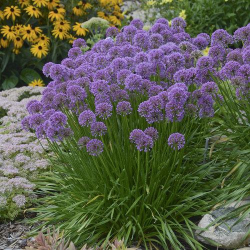 Allium 'Millenium' ~ Millenium Ornamental Onion