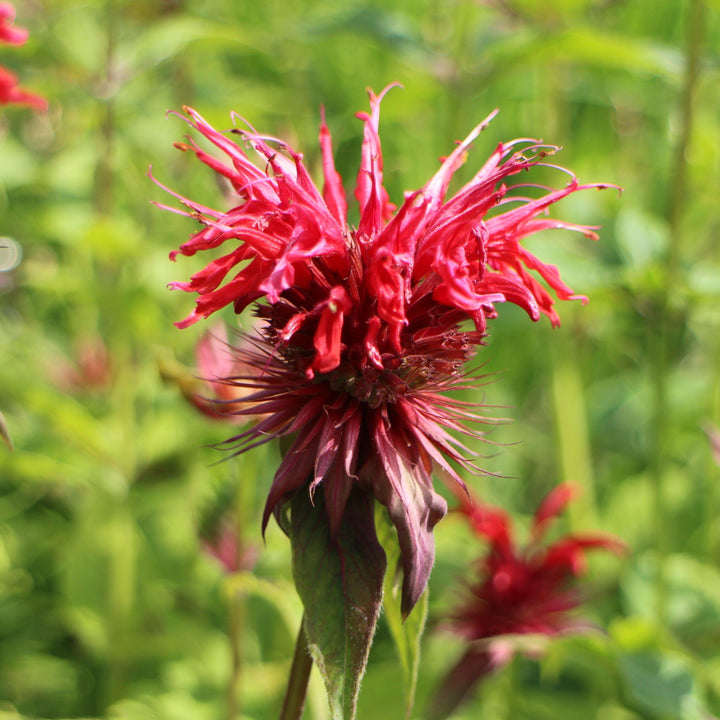 Monarda didyma 'Jacob Cline' ~ Jacob Cline Bee Balm