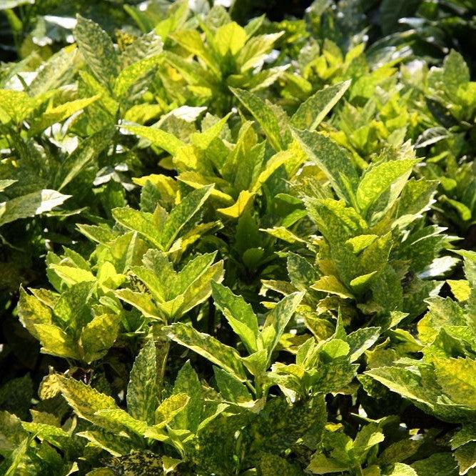Aucuba japonica 'Mr. Goldstrike' ~ Mr. Goldstrike Aucuba