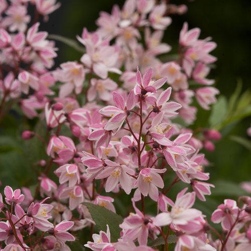 Deutzia 'NCDX2' ~ Yuki Cherry Blossom® Deutzia