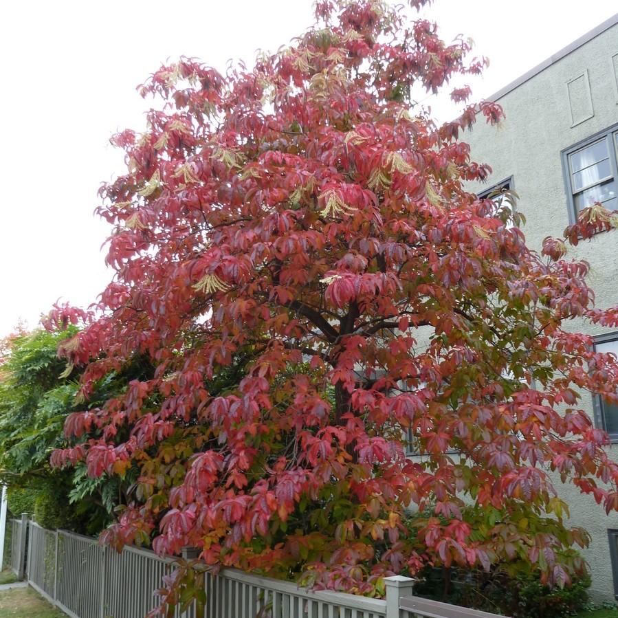 Oxydendrum arboreum ~ Sourwood, Sorrel Tree