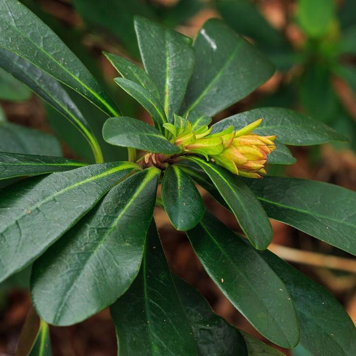 Euphorbia amygdaloides var. robbiae  ~ Wood Spurge