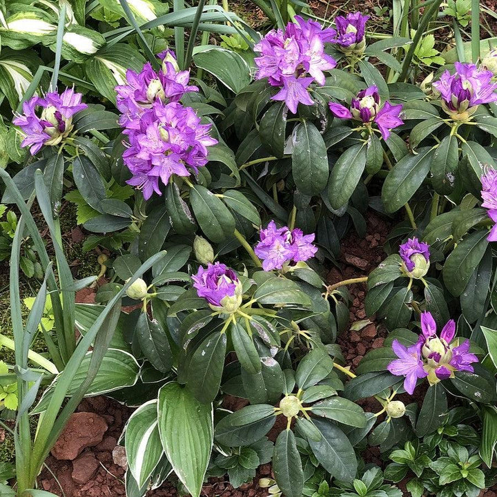 Rhododendron 'Purpureum Elegans' ~ Purpureum Elegans Rhododendron