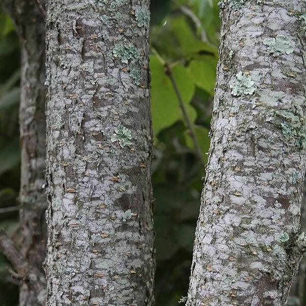 Syringa reticulata 'Ivory Silk' ~ Lila de árbol japonés de seda marfil