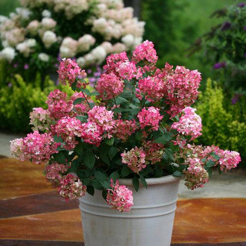 Hydrangea paniculata 'SMHPFL' PP25,135 ~ Fire Light® Hardy