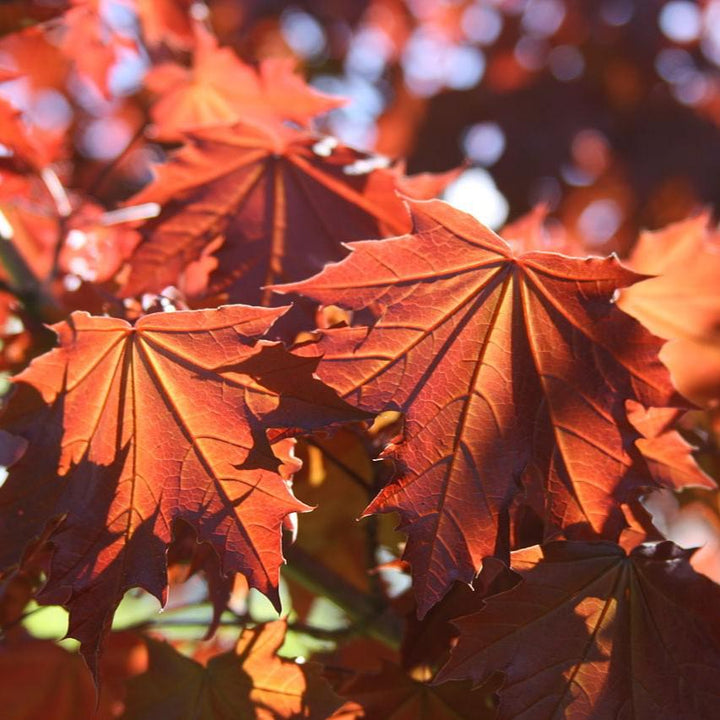 Acer platanoides 'Crimson Sentry' ~ Crimson Sentry Norway Maple