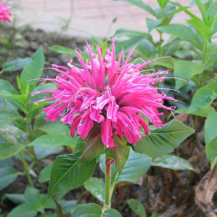 Monarda 'Bubblegum Blast' PP27497 ~ Sugar Buzz® Bubblegum Blast Bee Balm