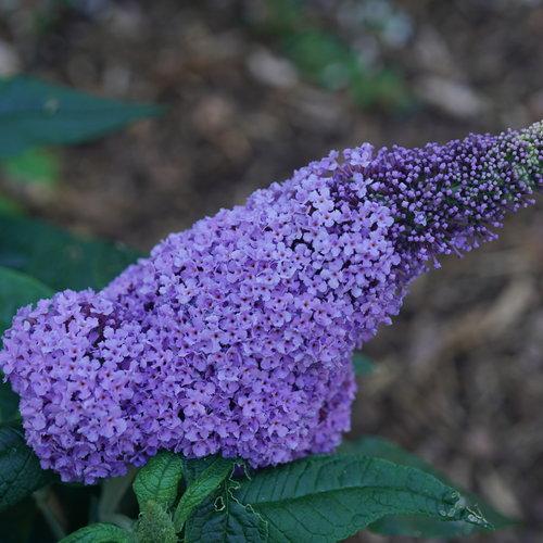 Buddleia x 'SMNBDL' ~ Pugster® Amethyst Butterfly Bush