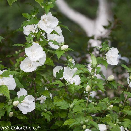 Hibiscus syriacus 'Notwoodtwo' ~ White Chiffon® Rose of Sharon