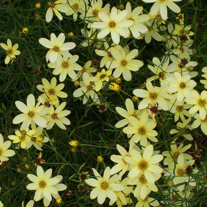 Coreopsis verticillata 'Moonbeam' ~ Moonbeam Threadleaf Coreopsis