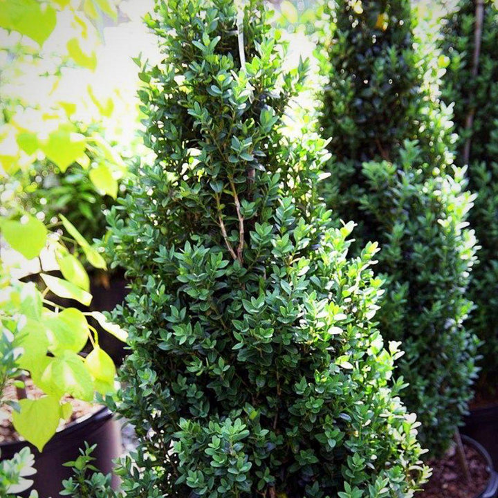 Buxus sempervirens 'Dee Runk' ~ Boj 'Dee Runk'