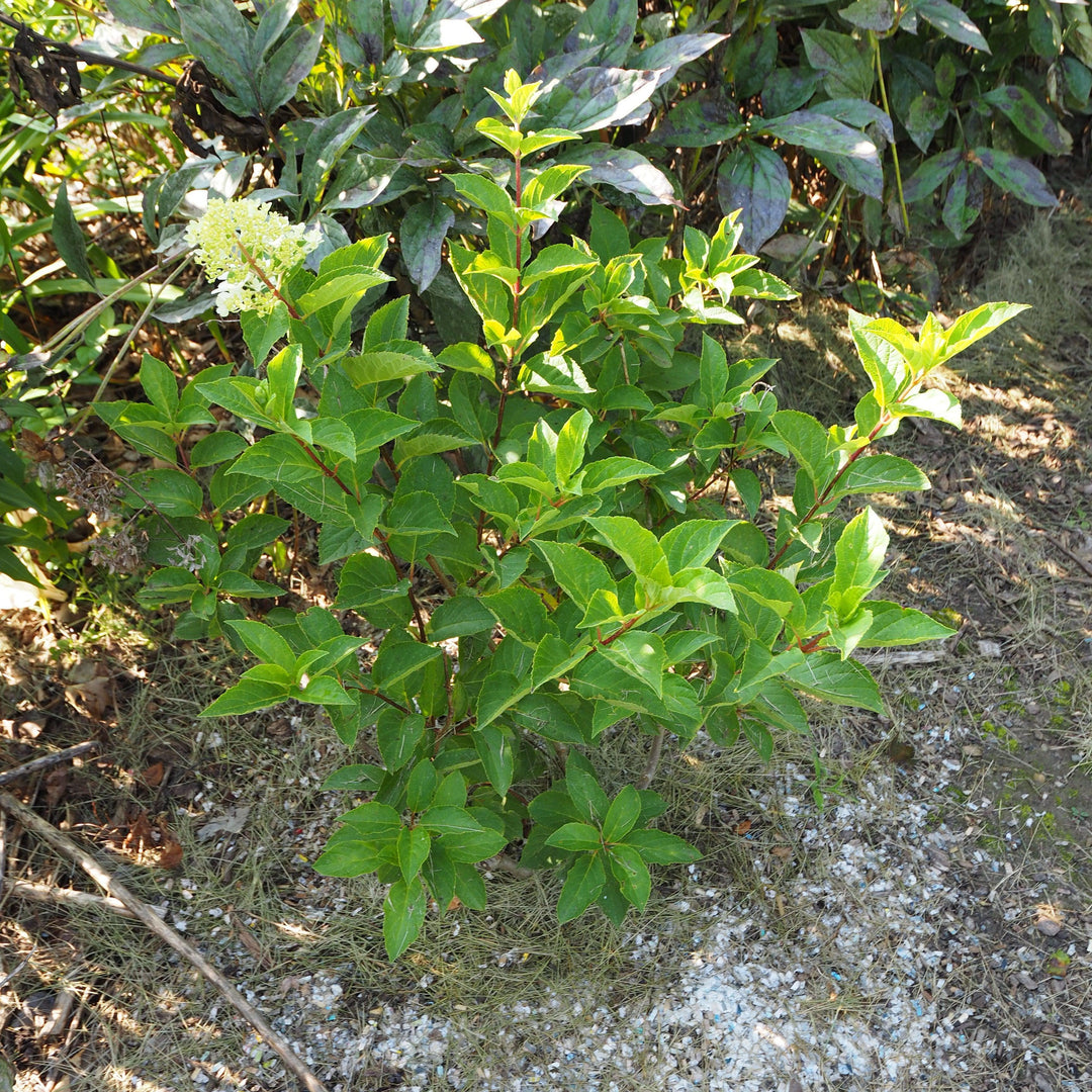 Hortensia paniculata 'Renba' PP28,509 ~ Hortensia Berry White® First Editions®