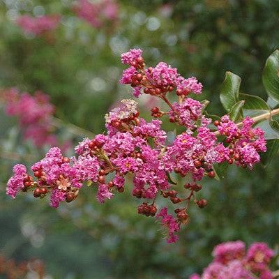 Lagerstroemia indica 'Zuni' ~ Zuni Crape Myrtle